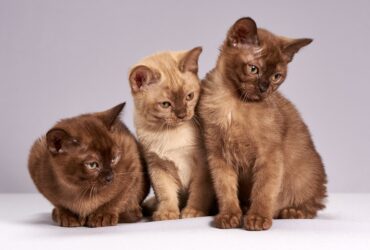 Psy Cat Comportementaliste Félin Nice Monaco