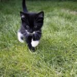 Psy Cat Comportementaliste Félin Nice Monaco Alpes Maritimes 06 Var 83 Chaton noir pattes blanches