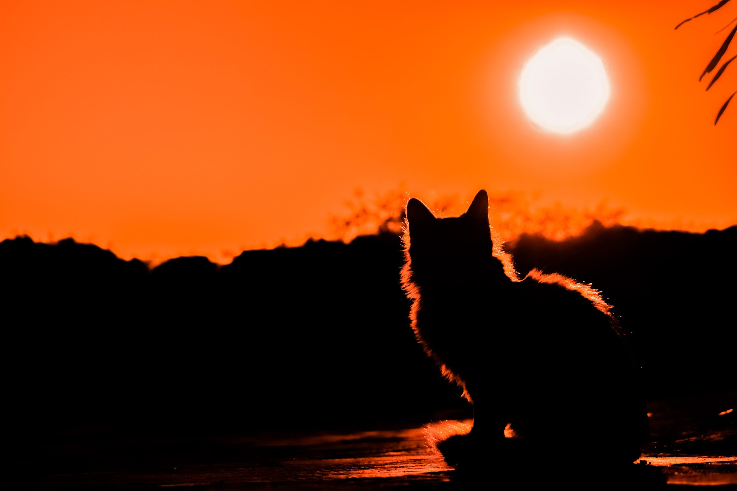 Chat coucher de soleil Psy Cat Comportementaliste Félin Nice Monaco Alpes Maritimes