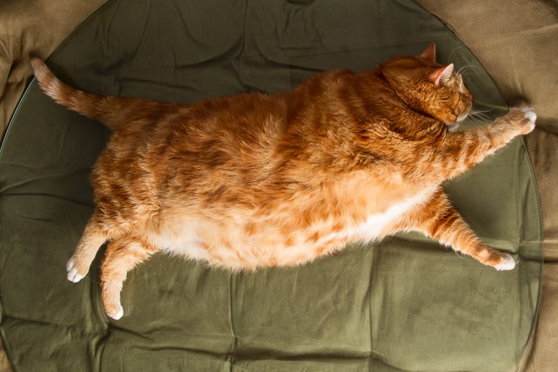 L’obésité chez le chat