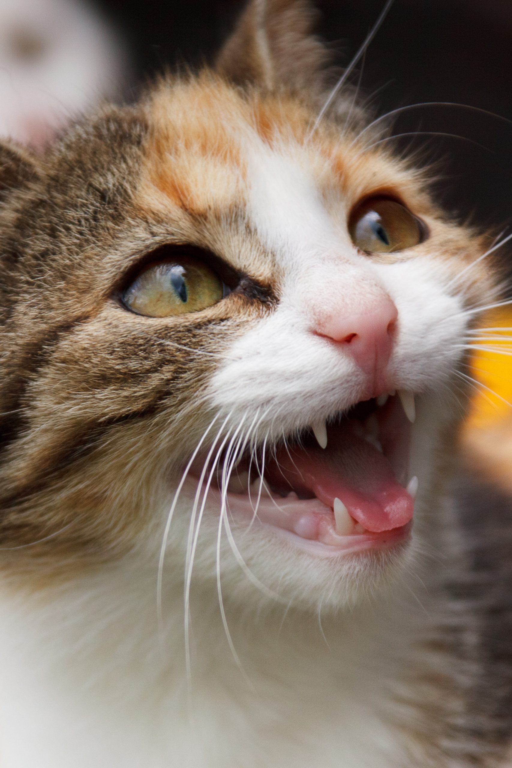 Psy Cat Comportementaliste Félin Nice Monaco Alpes Maritimes