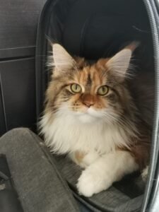 Psy Cat Comportementaliste Félin Nice Monaco Alpes Maritimes 06 Var 83 Minette Maine Coon