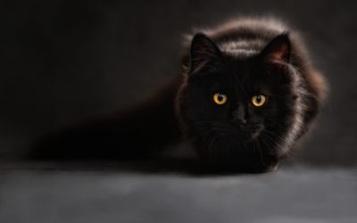 Une femme âgée, portée disparue, a été sauvée grâce à son chat.