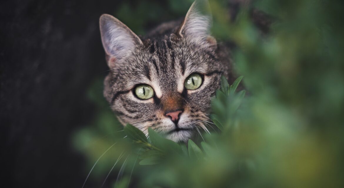 Psy Cat Comportementaliste félin Chat perdu Nice Alpes Maritimes