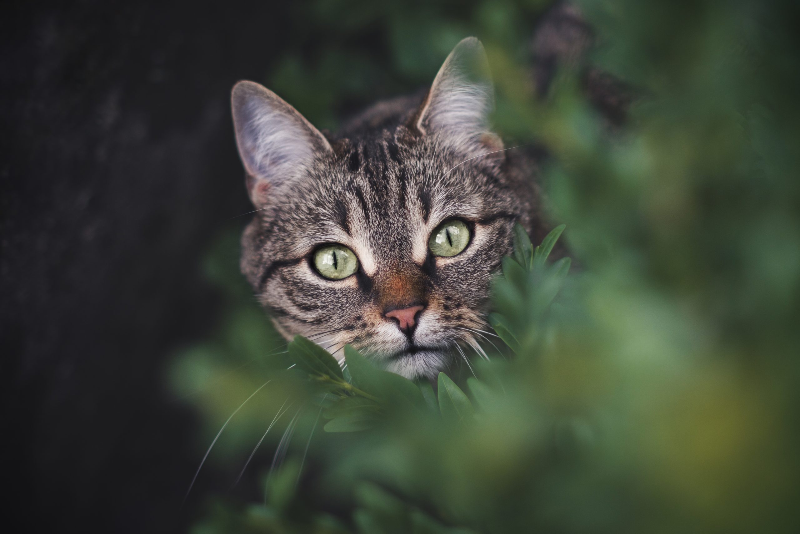Psy Cat Comportementaliste félin Chat perdu Nice Alpes Maritimes