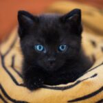 Psy Cat Comportementaliste Félin Nice Monaco Chaton noir