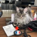 Psy Cat Comportementaliste Félin Nice Monaco Alpes Maritimes 06 Var 83 Perle Trousse de secours pour chat