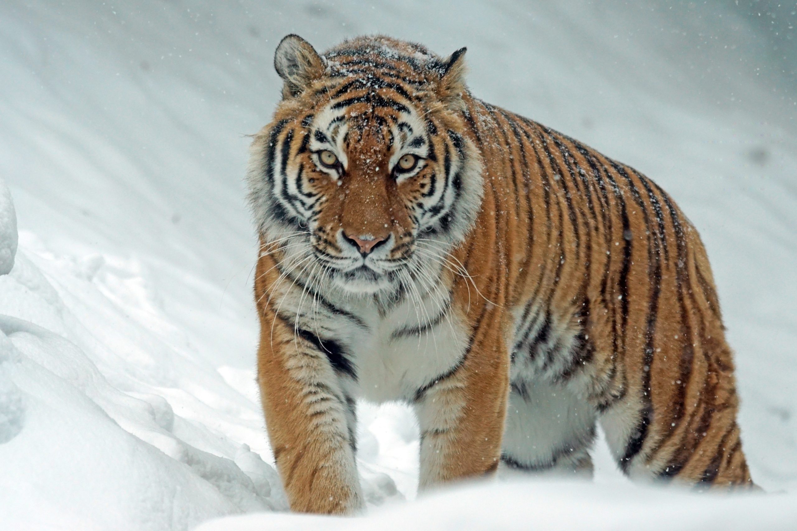 Tigre Psy Cat Comportementaliste Félin