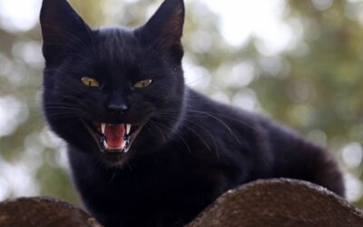 Les chats noirs peuvent rouiller