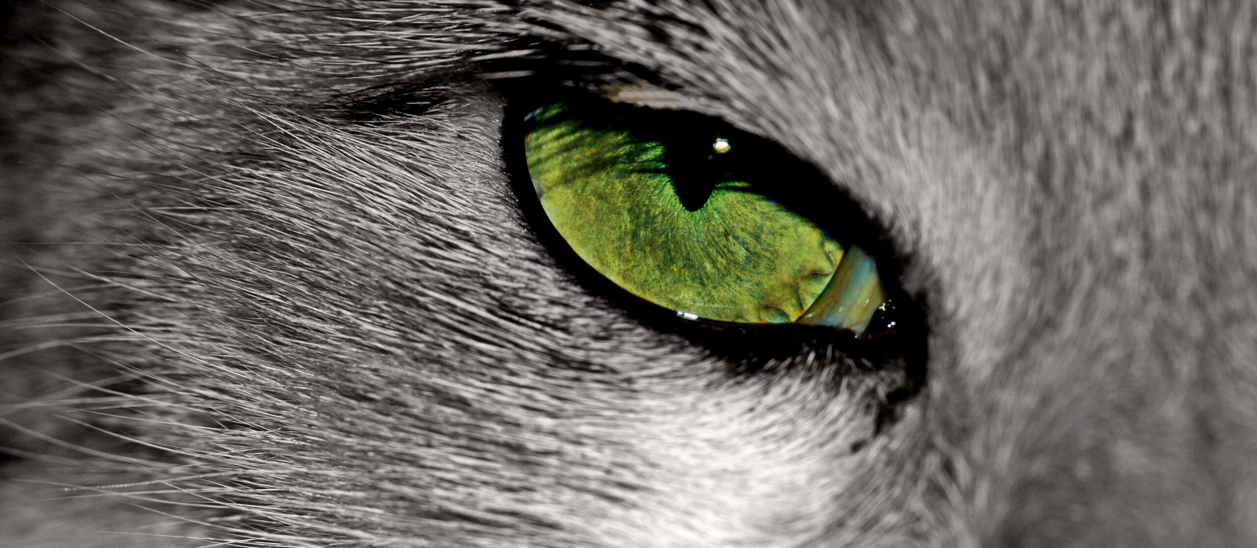 Psy Cat Comportementaliste félin Nice Monaco à- œil de chat