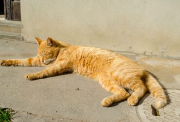 Chat canicule au soleil Protéger son chat