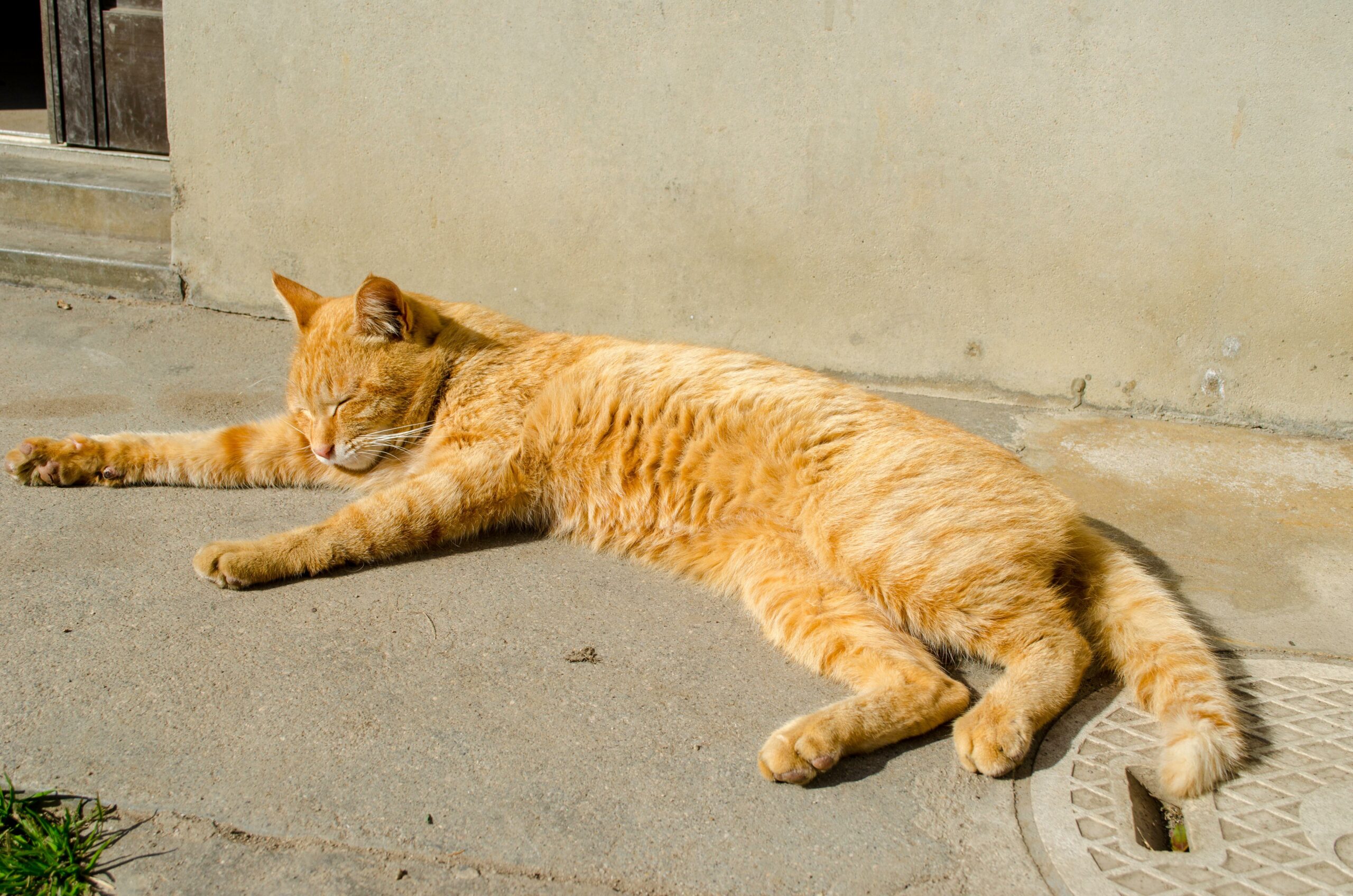 Chat canicule au soleil Protéger son chat