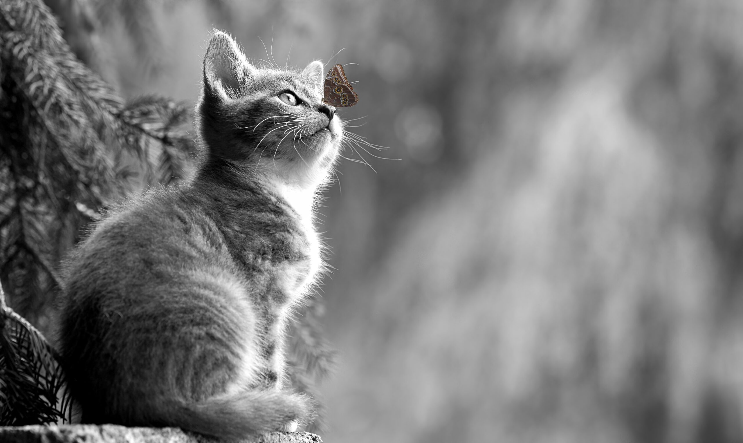 Psy Cat Comportementaliste félin Nice Monaco Alpes MAritimes