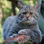 Psy Cat Comportementaliste Félin Nice Monaco Alpes Maritimes 06 Var 83 Felis Sylvestris Catus