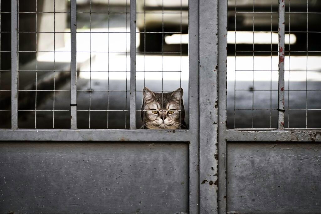 Psy Cat Comportementaliste Félin Nice Monaco Alpes Maritimes 06 Var 83