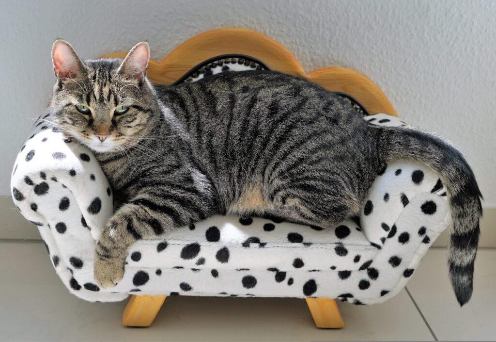 Psy Cat Comportementaliste Félin Nice Monaco Alpes Maritimes 06 Var 83