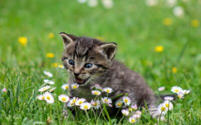 Le Sénat vote une dotation de 3 millions d’euros pour aider les communes à stériliser les chats.