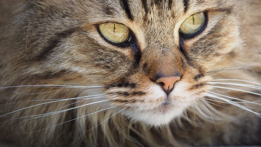 Psy Cat Comportementaliste Félin Nice Monaco Alpes Maritimes 06 Var 83 