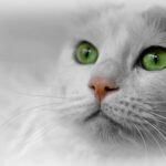 Psy Cat Comportementaliste Félin Nice Monaco Alpes Maritimes 06 Var 83 Les Yeux du Chat