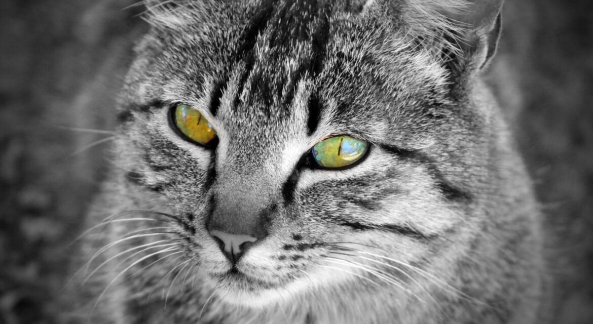 Psy Cat Comportementaliste Félin Nice Monaco Alpes Maritimes 06 Var 83
