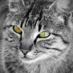Psy Cat Comportementaliste Félin Nice Monaco Alpes Maritimes 06 Var 83