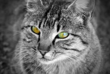 Psy Cat Comportementaliste Félin Nice Monaco Alpes Maritimes 06 Var 83