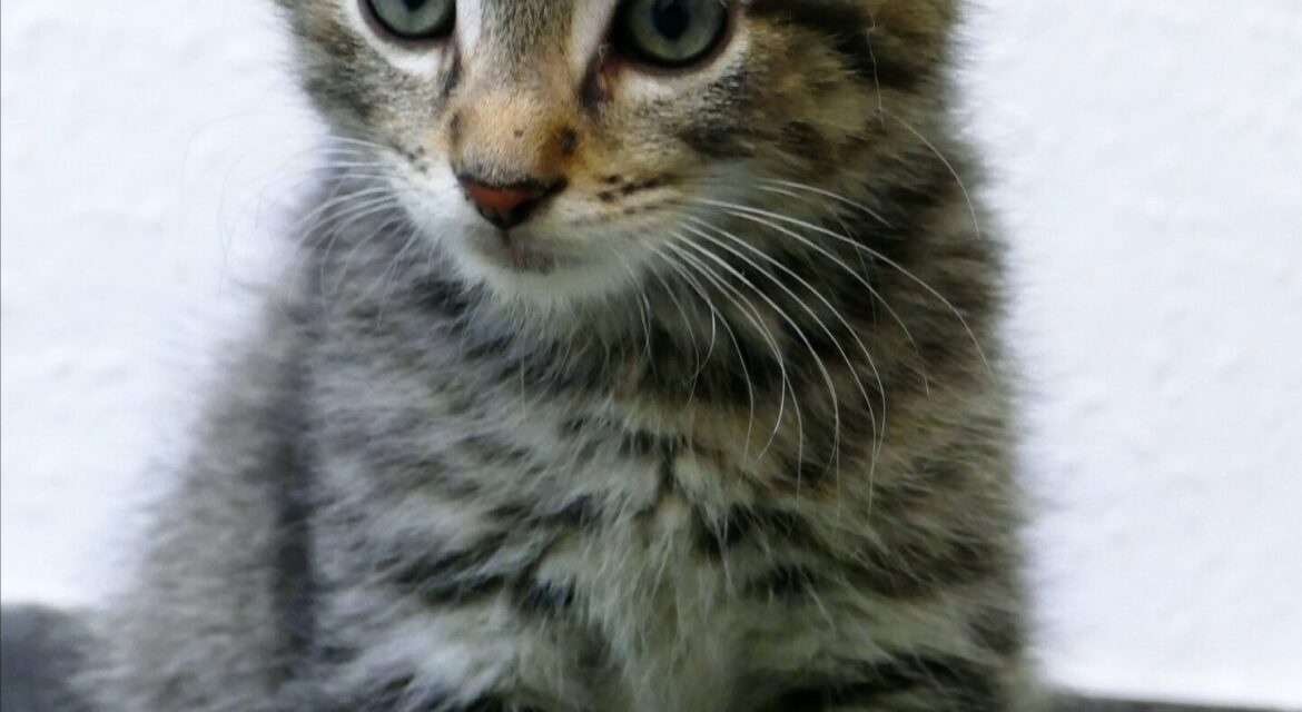 Psy Cat Comportementaliste Félin Nice Alpes Maritimes chaton I-CaD