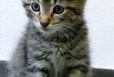Psy Cat Comportementaliste Félin Nice Alpes Maritimes chaton I-CaD