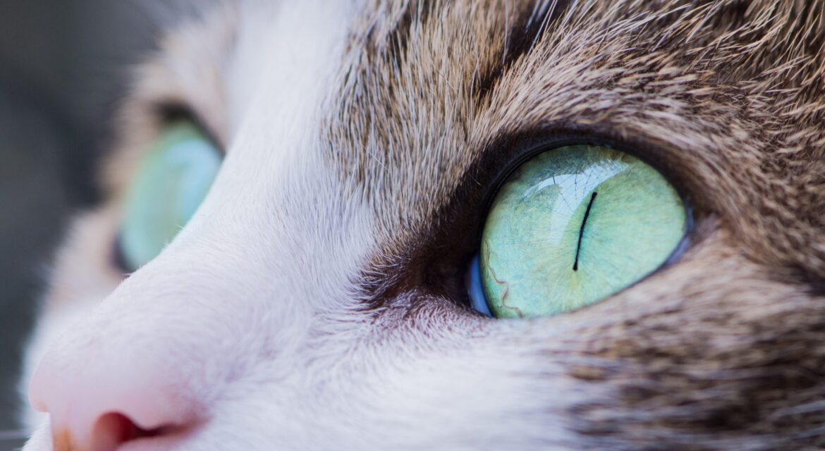 Psy Cat Comportementaliste Félin Nice Monaco Alpes Maritimes