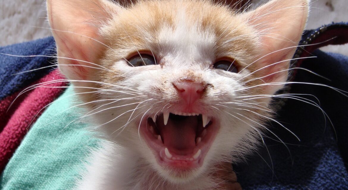 psy cat comportementaliste félin nice monaco alpes maritimes var