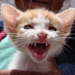 psy cat comportementaliste félin nice monaco alpes maritimes var