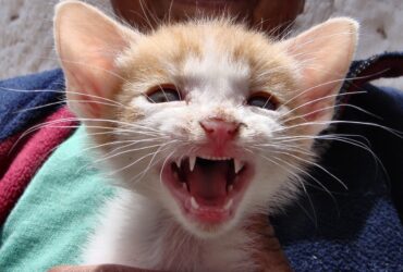 psy cat comportementaliste félin nice monaco alpes maritimes var