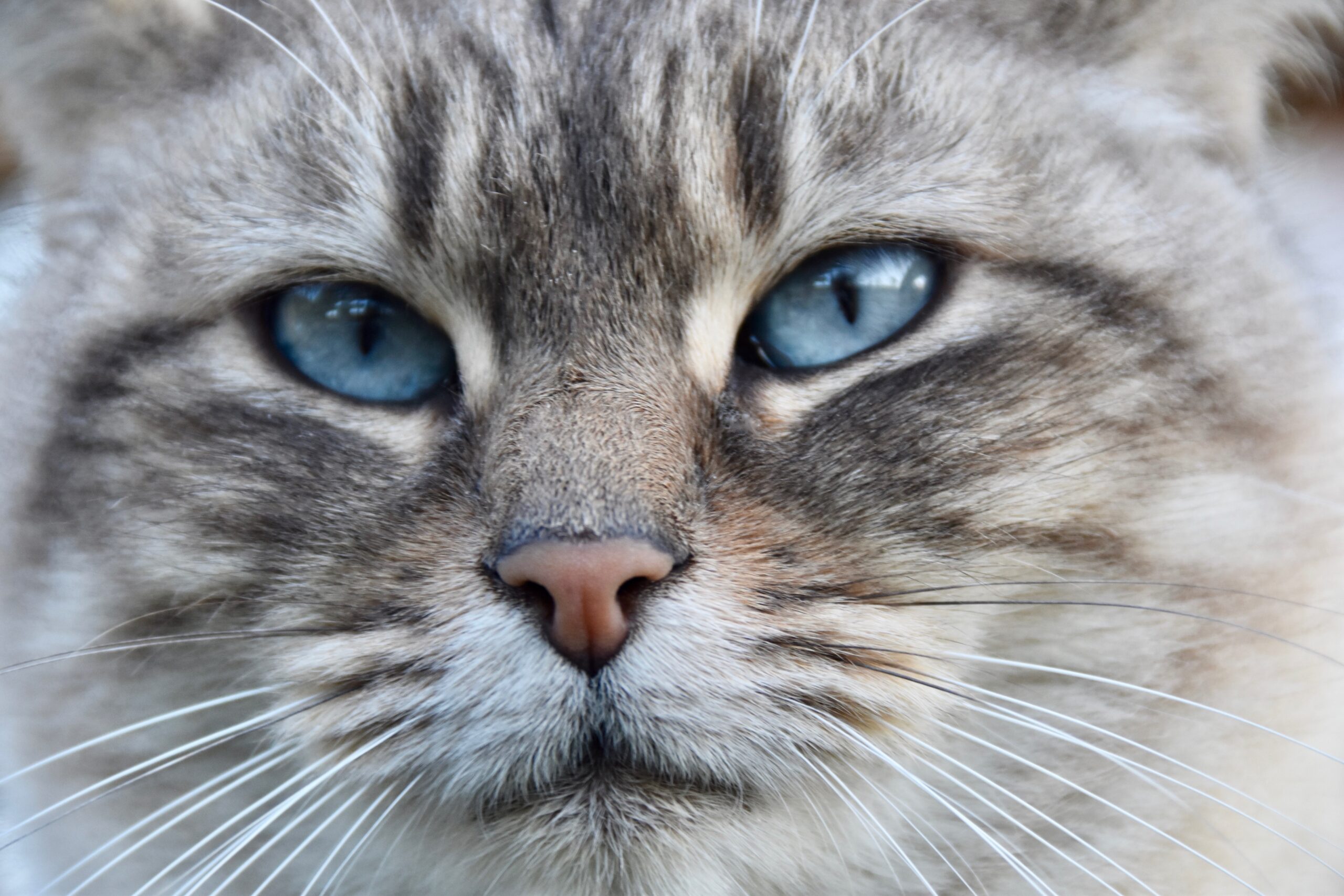 psy cat comportementaliste félin Nice Monaco Alpes Maritimes
