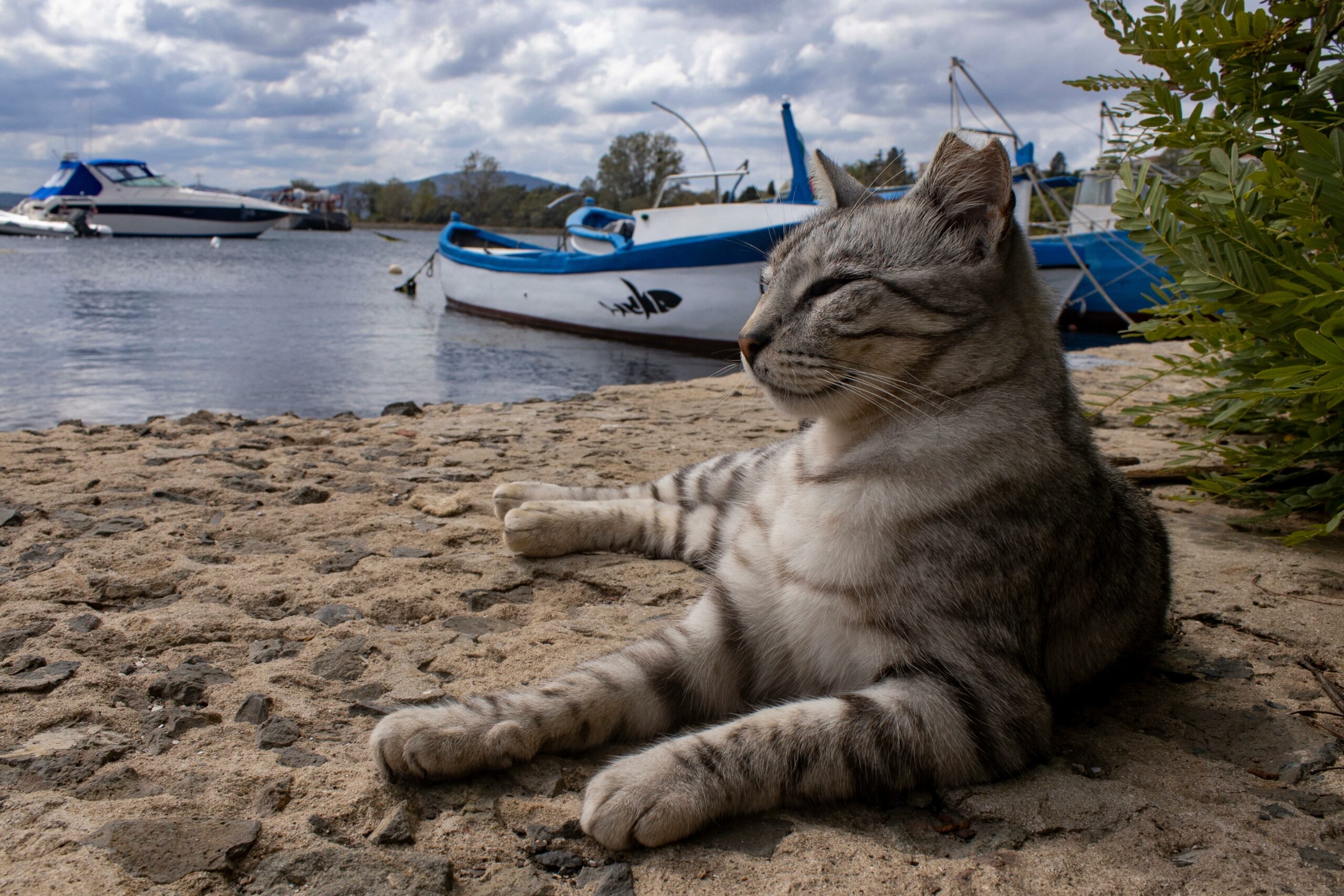 Chat territorial Psy Cat Comportementaliste félin Nice Monaco chat devant un bateau