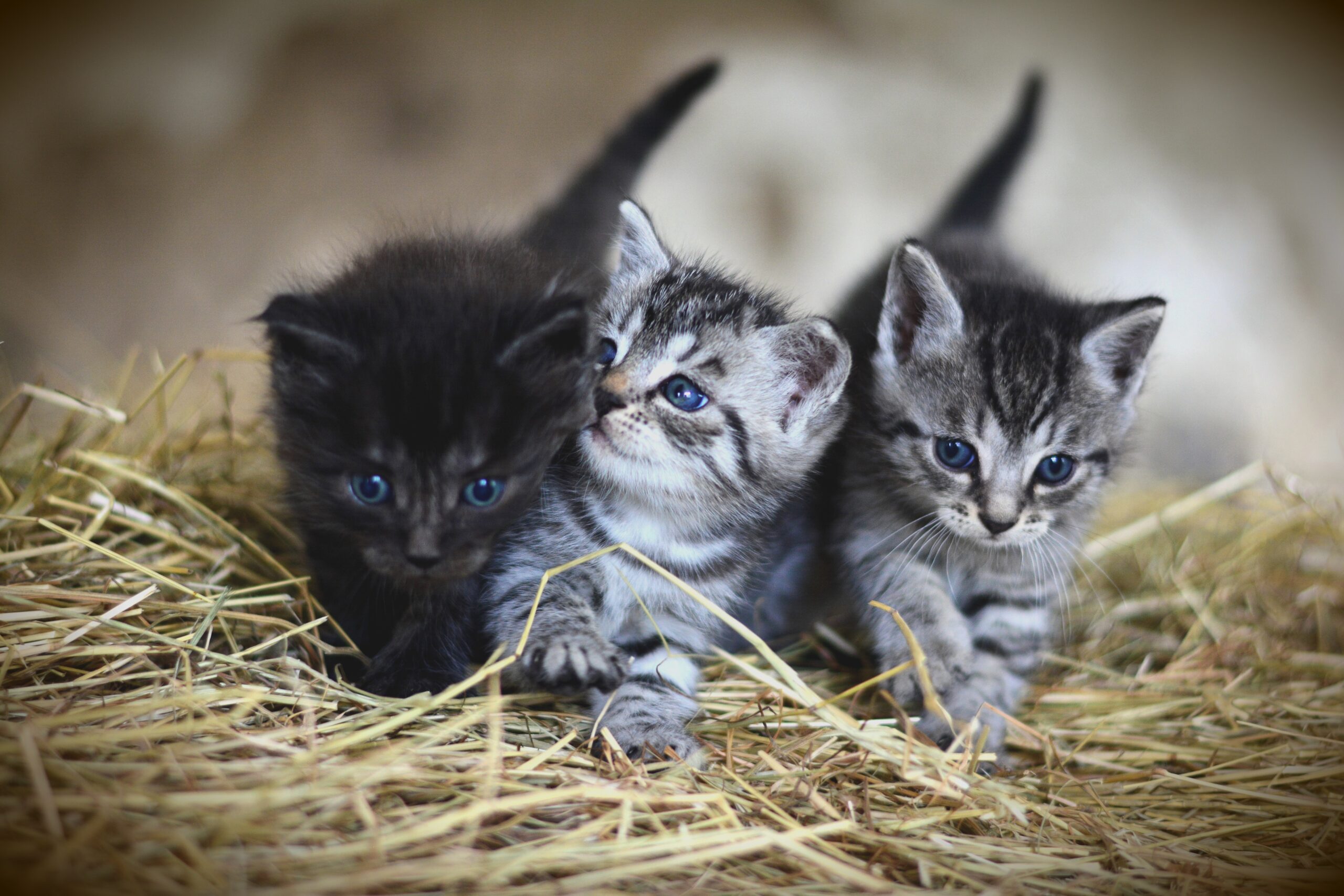 3 chatons Psy Cat Comportementaliste Félin Nice Alpes Maritimes 