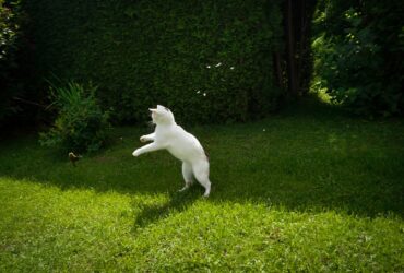 Printemps Psy Cat Comportementaliste Félin Nice