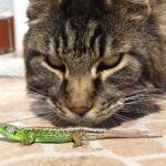 Psy Cat Comportementaliste félin Chasse Bio Diversité Nice Monaco Alpes Maritimes