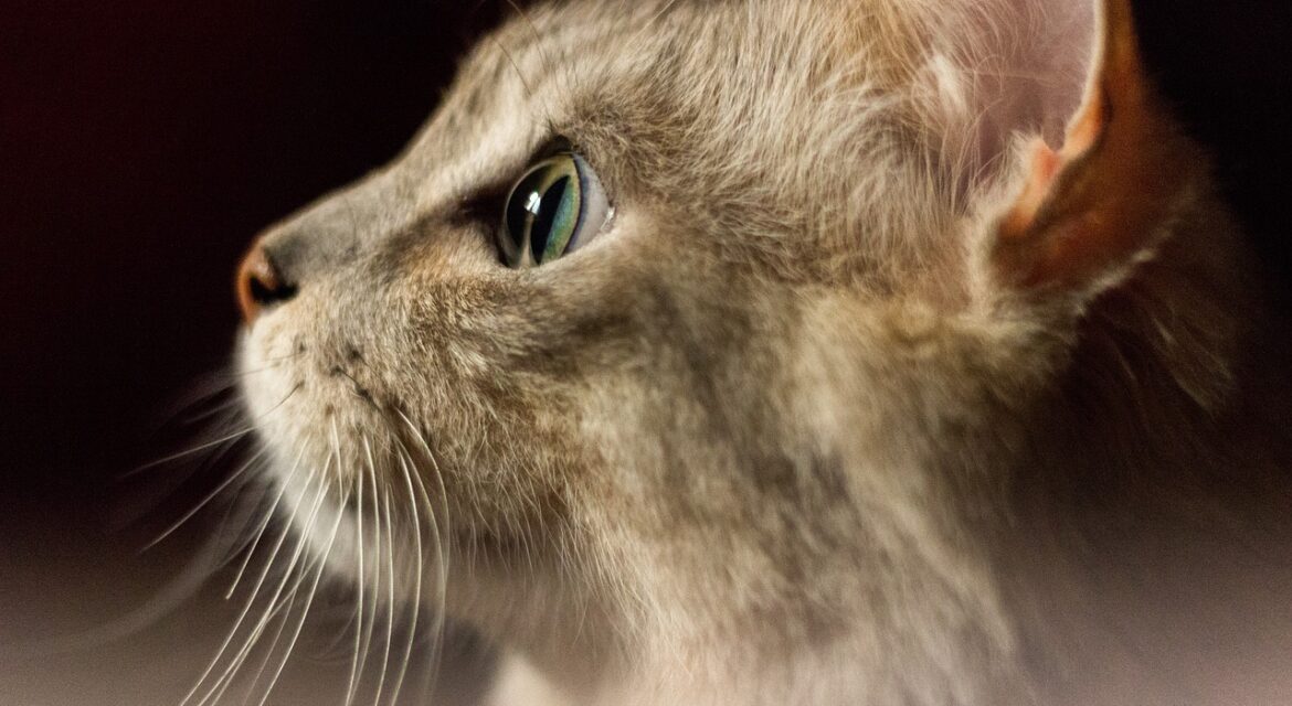 Psy CAt Comportementaliste Félin Nice Monaco