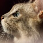 Psy CAt Comportementaliste Félin Nice Monaco