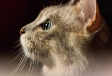 Psy CAt Comportementaliste Félin Nice Monaco