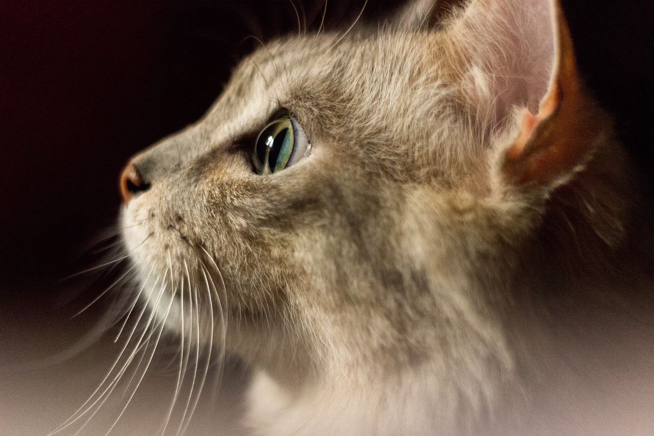 Psy CAt Comportementaliste Félin Nice Monaco