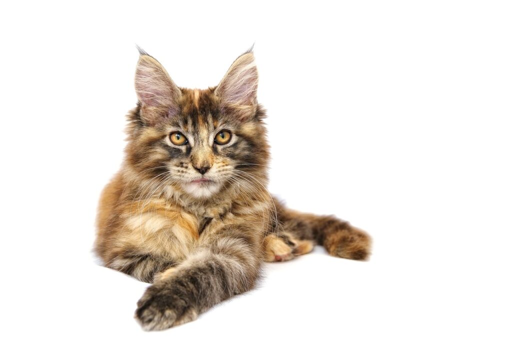 Psy Cat Comportementaliste félin Nice Monaco Alpes MAritimes