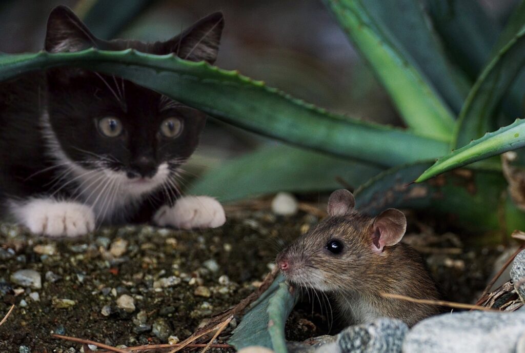 Bio Diversité Psy Cat Comportementaliste Félin Nice Monaco Alpes Maritimes
