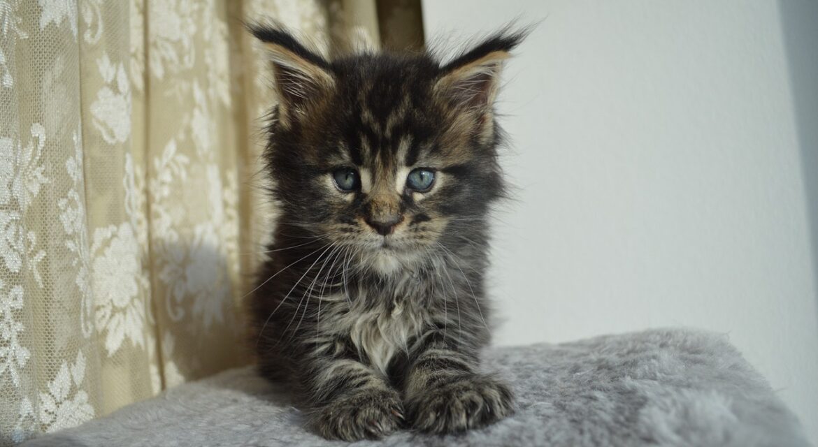 Psy Cat Comportementaliste Félin Nice Monaco Alpes Maritime Var Chaton Maine Coon