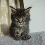 Psy Cat Comportementaliste Félin Nice Monaco Alpes Maritime Var Chaton Maine Coon