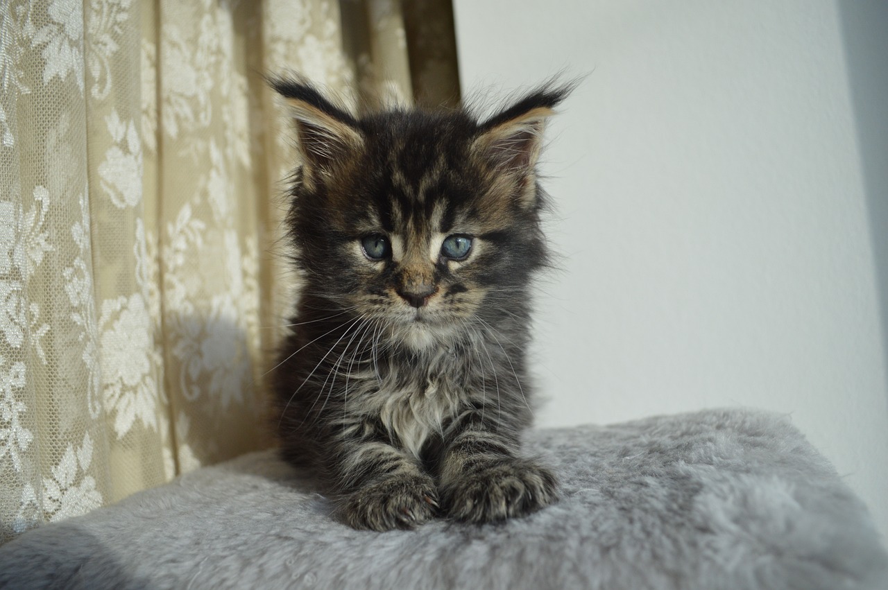 Psy Cat Comportementaliste Félin Nice Monaco Alpes Maritime Var Chaton Maine Coon
