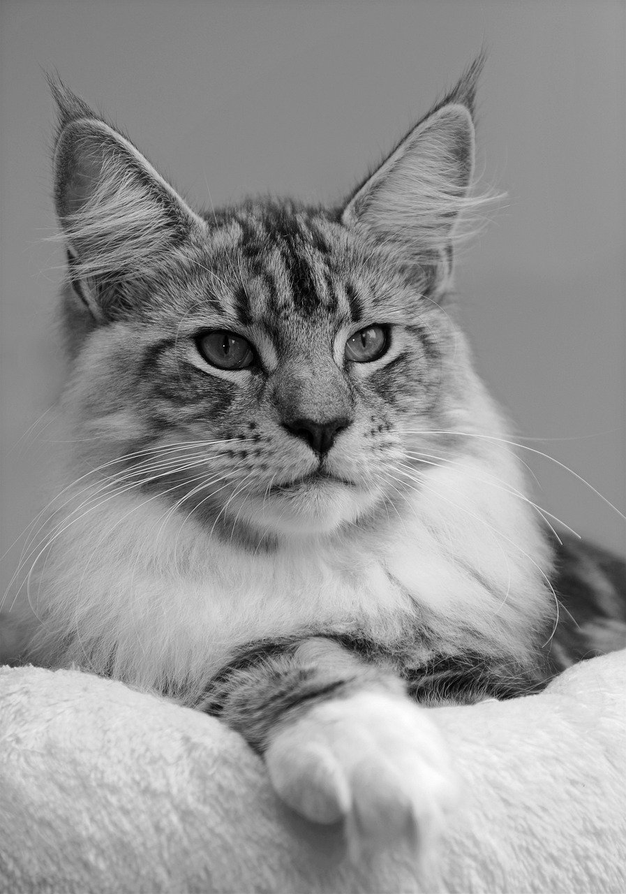 Psy Cat Comportementaliste Félin Nice Monaco Alpes Maritimes 06 Var 83 