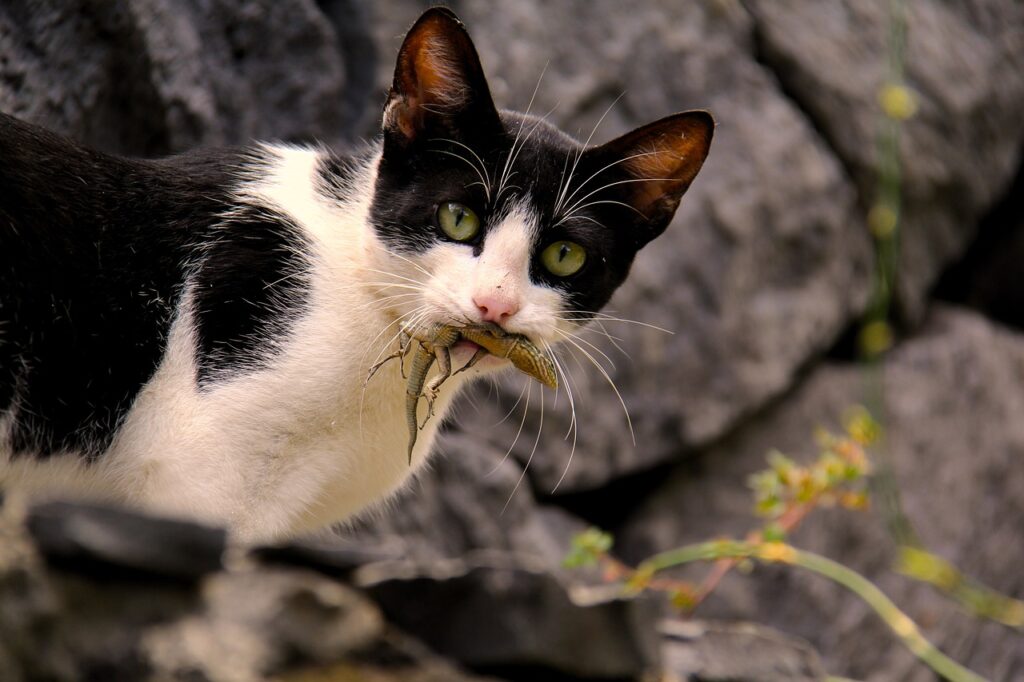 Psy Cat Comportementaliste Félin Nice Alpes Maritimes Var Monaco
