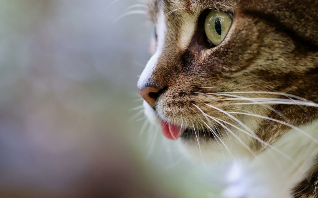 2024 / Les Risques De La Canicule Pour Les Chats :              Comment Les Protéger ?