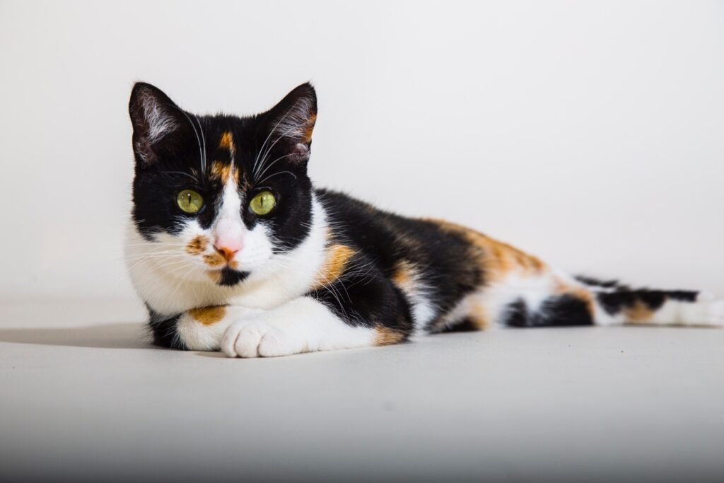 Psy Cat Comportementaliste Félin Nice Monaco Alpes Maritimes et Var